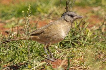 Crested Bellbird in Northern Territory Australia