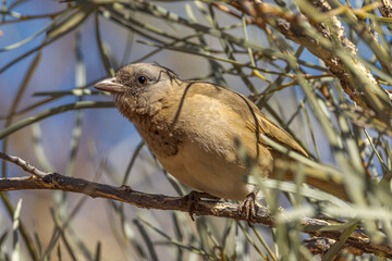Crested Bellbird in Northern Territory Australia