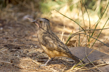 Crested Bellbird in Northern Territory Australia