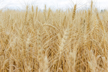 Close up of wheat ears, field of wheat in a summer day