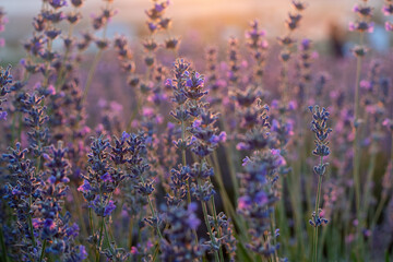 Beautiful sunset in the lavender fields