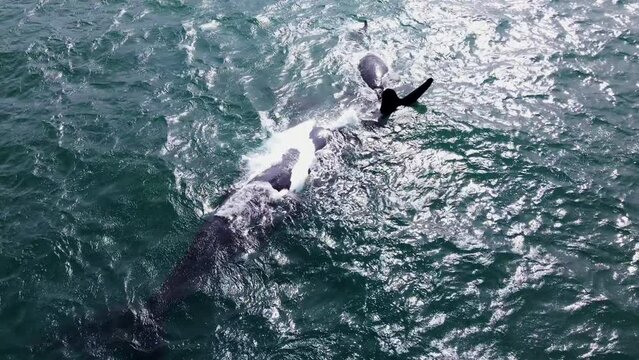 Cute whale interaction as calf roles over and nuzzles its mom; aerial
