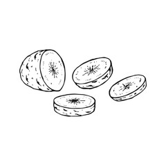 Potato outline. Hand drawn vector illustration. Farm market product, isolated vegetable.