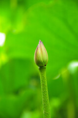 Blossoming lotus flowers