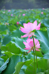 Obraz premium Blossoming lotus flowers