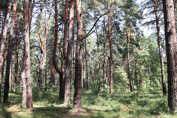 Beautiful landscape with pinewood forest. Summer scenery with pine trees