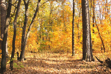 Calm fall season. Beautiful landscape with road in autumn forest. Maples trees with yellow and orange leaves