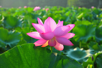 Blossoming lotus flowers