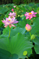 Blossoming lotus flowers