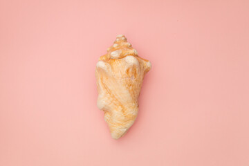 Large seashell on a pink background