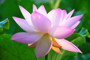 Blossoming lotus flowers