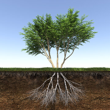 tree with strong and deep roots, 3d render
