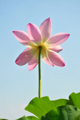 Blossoming lotus flowers