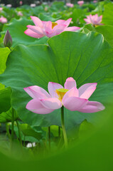 Fototapeta premium Blossoming lotus flowers