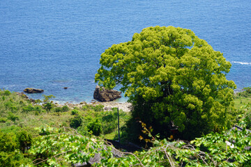 世界遺産熊野古道沿いにある「徐福の宮」と海