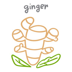 Ginger. Outline hand drawn vector illustration on white background.