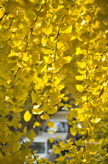 Obraz premium golden ginkgo tree in autumn