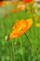 blossoming poppy flowers