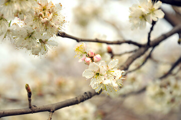 blossoming in spring