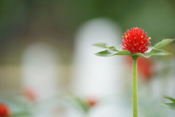 噴水をバックに咲く赤い千日紅のアップ2