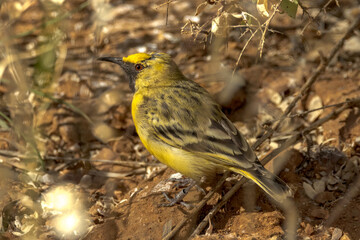 Orange Chat in Northern Territory Australia