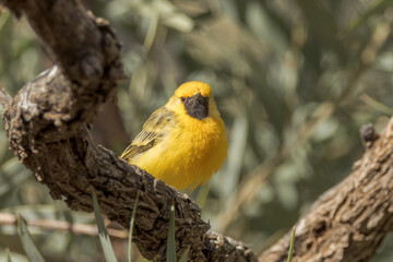 Orange Chat in Northern Territory Australia
