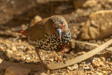 Painted Finch Firetail in Northern Territory Australia