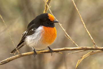 Red-capped Robin in Northern Territory Australia