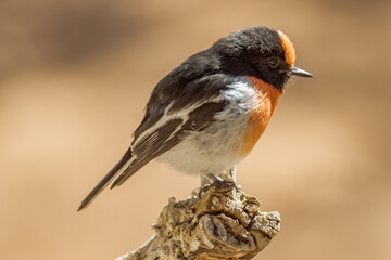Red-capped Robin in Northern Territory Australia