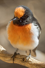 Red-capped Robin in Northern Territory Australia