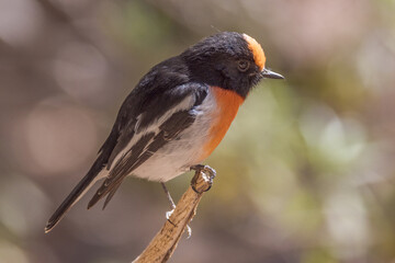 Red-capped Robin in Northern Territory Australia