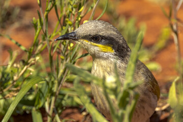 Singing Honeyeater in Northern Territory Australia