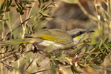 Singing Honeyeater in Northern Territory Australia
