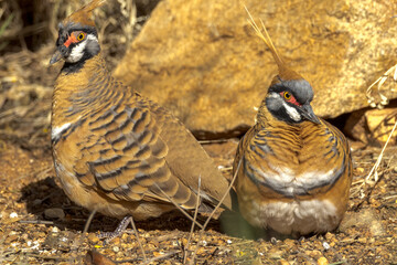 Spinifex Pigeon in Northern Territory Australia