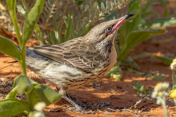 Spiny-cheeked Honeyeater in Northern Territory Australia