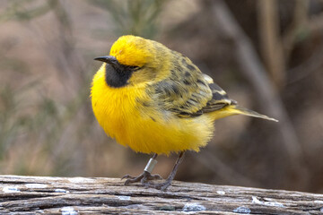 Orange Chat in Northern Territory Australia
