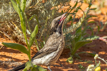 Spiny-cheeked Honeyeater in Northern Territory Australia