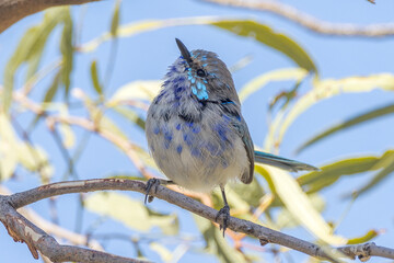 Splendid Fairywren in Northern Territory Australia