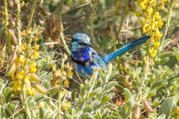 Splendid Fairywren in Northern Territory Australia