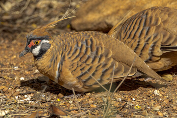 Spinifex Pigeon in Northern Territory Australia