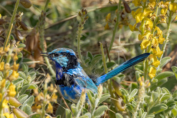 Splendid Fairywren in Northern Territory Australia