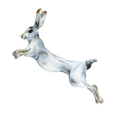 Running hare, white animal watercolor illustration isolated on white background. © Ekaterina Lanbina