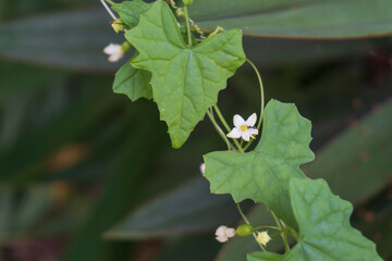 蟻がいるスズメウリの花（ Neoachmandra japonica）【9月】