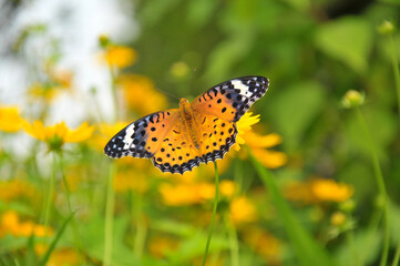 butterfly on flower