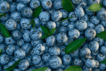 Fresh hand picked blueberry background. Mock-up for design. Vegan and healthy food design template backdrop