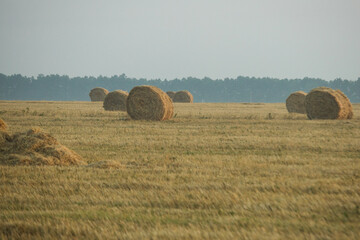 Hay rolls on meadow against sunrise background.