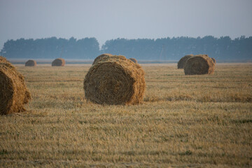 Fototapeta premium Hay rolls on meadow against sunrise background.