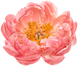 PNG flower head. Pink peony transparent background - obrazy, fototapety, plakaty
