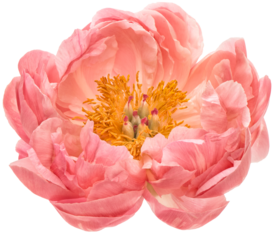 PNG flower head. Pink peony transparent background