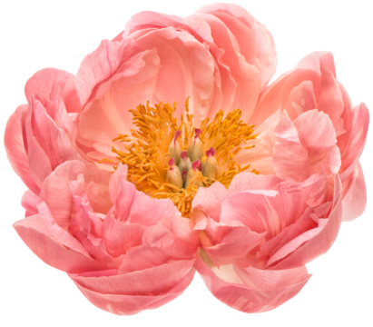 PNG flower head. Pink peony transparent background